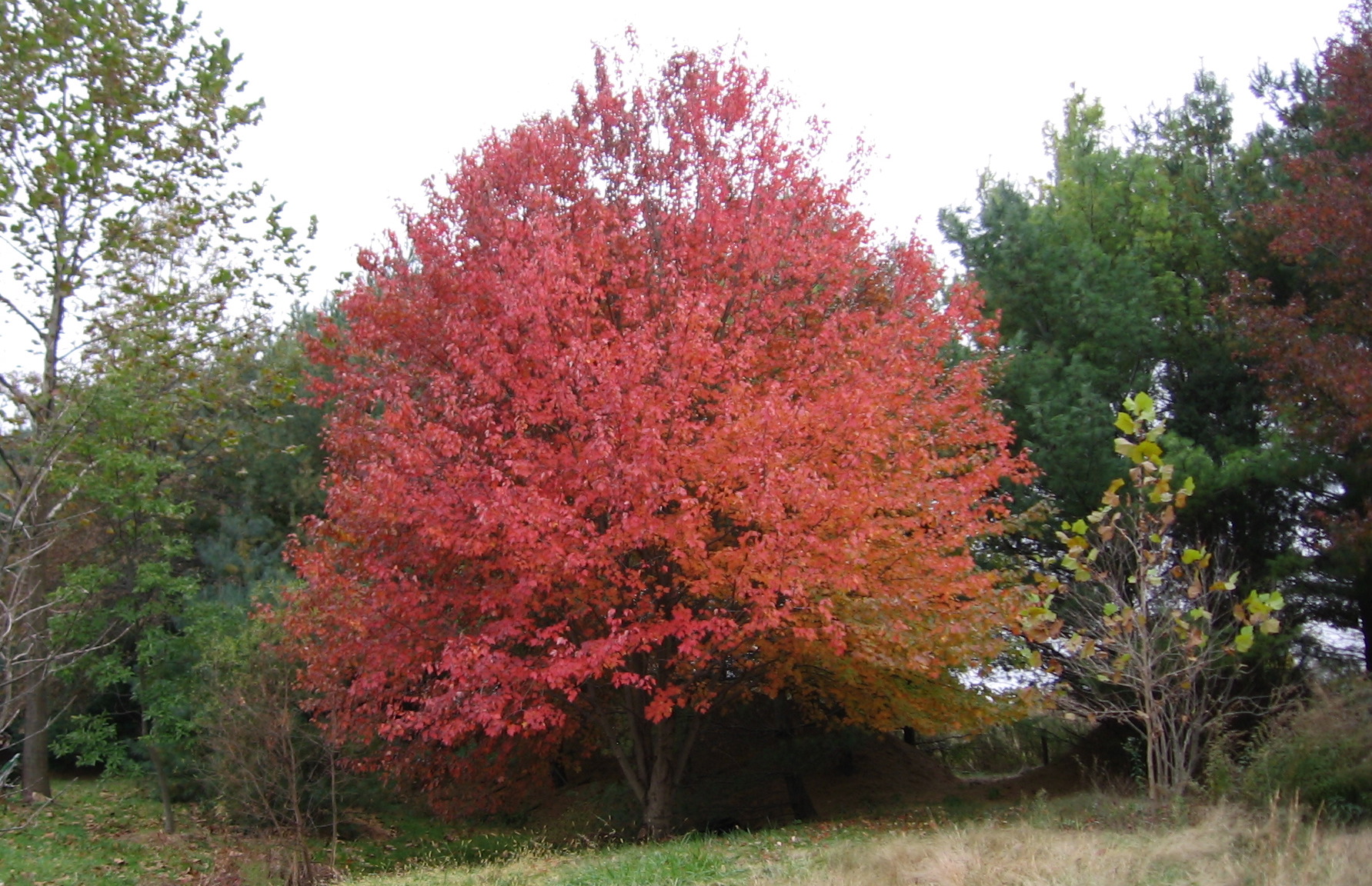 Solitary Acer rubrum pic